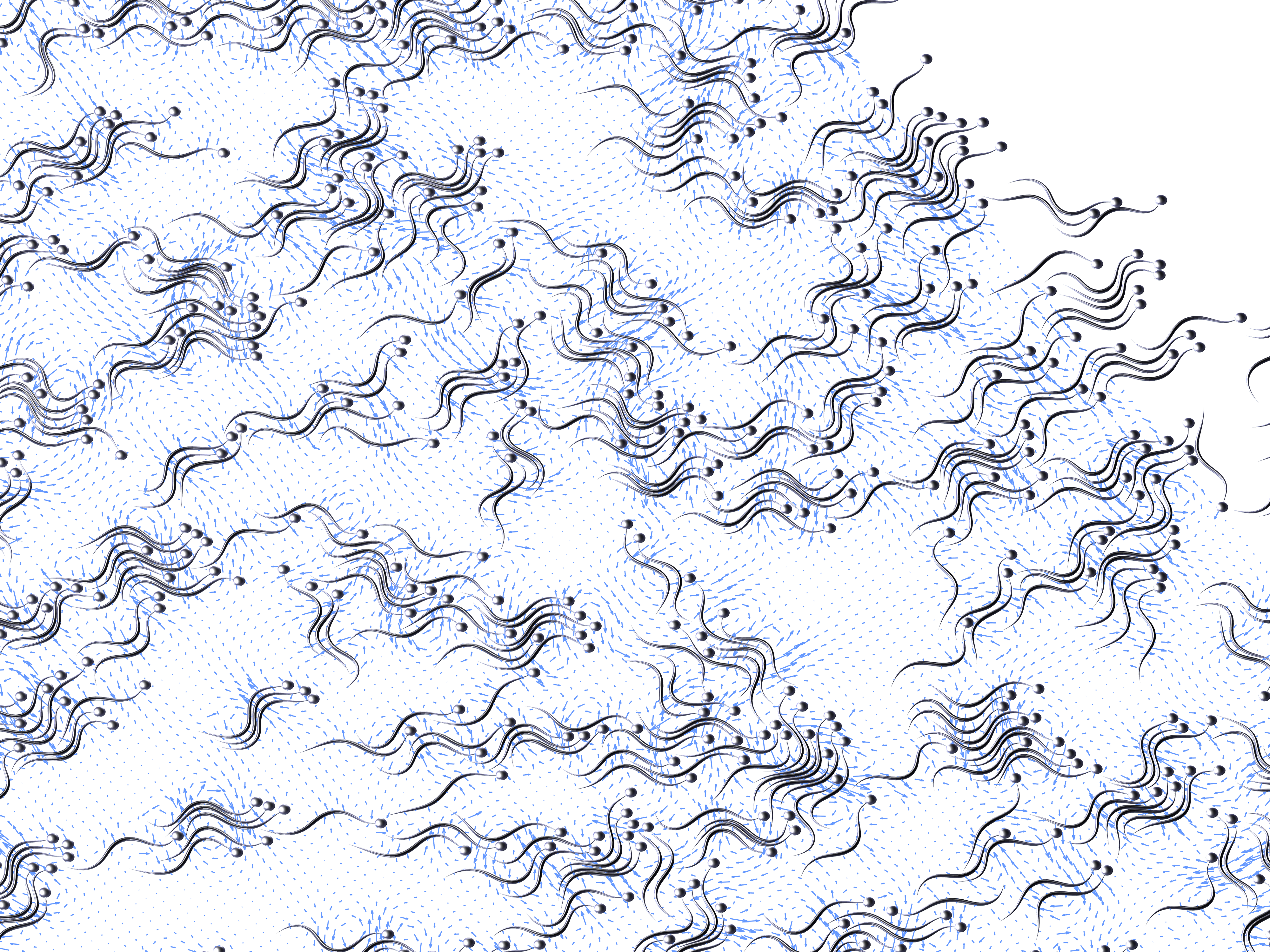 A computer generated image of model sperm cells suspended in a Stokesian fluid, including the fluid velocity field. All sperm cells swim in the same plane and interact hydrodynamically, leading to visible cluster formation and locally enhanced flows.